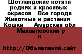 Шотландские котята редких и красивых  окрасов - Все города Животные и растения » Кошки   . Амурская обл.,Михайловский р-н